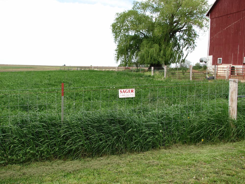welded-wire-cattle-farm-agricultural-sager-fencing