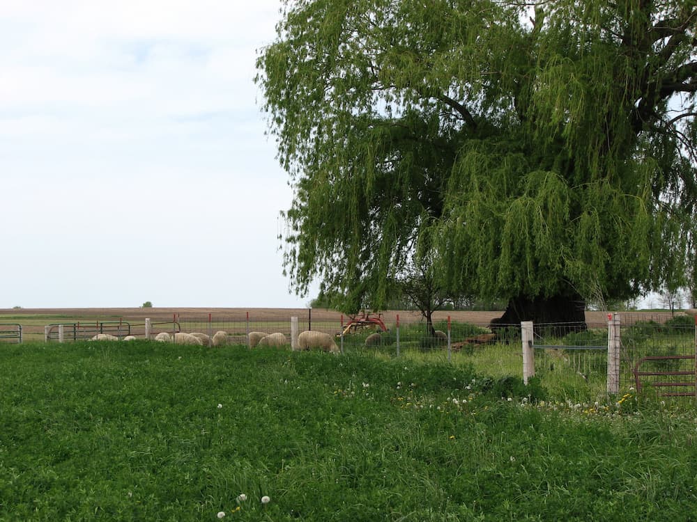 welded-wire-cattle-horse-farm-agricultural-sager-fencing